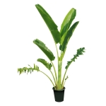Cây chuối rẽ quạt bầu đất